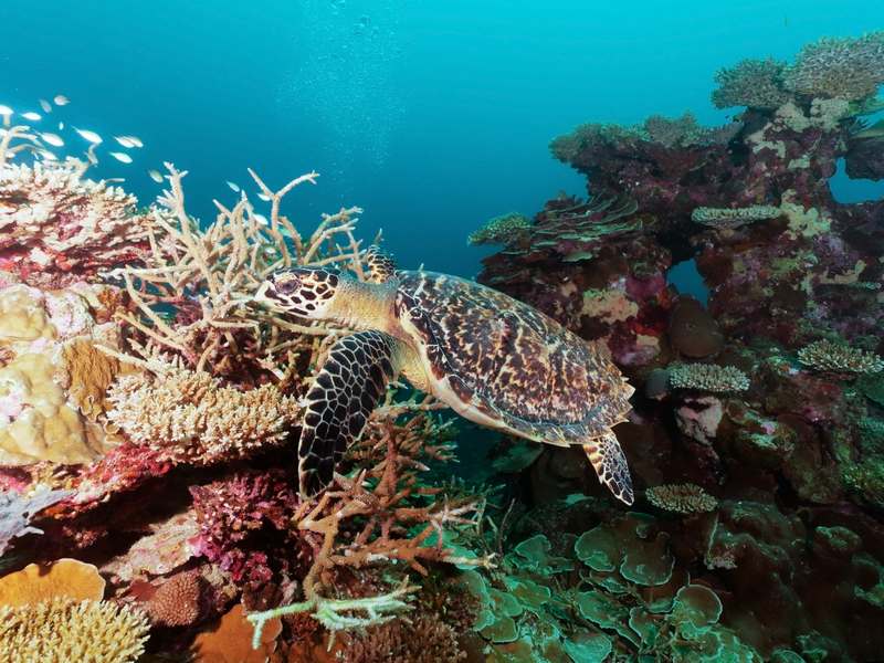 Park Hyatt Maldives Hadahaa