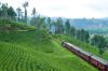 Ceylon Tea Trails