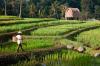 Mandapa, A Ritz-Carlton Reserve