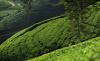 Ceylon Tea Trails