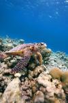 Dusit Thani Maldives
